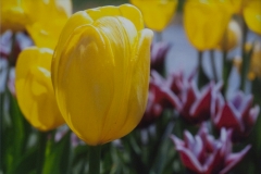Tulips