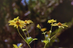 Yellow Flowers