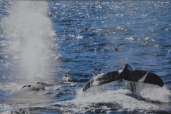 Whale Tale