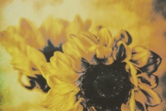 Distressed Sunflowers