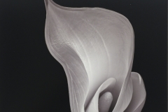 Calla Lily In Studio
