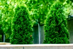 Twin Enls