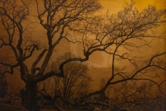 Old Granby Oak