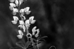Lupine Albany Pine Bush