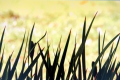 Grass