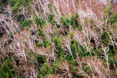 Reaching Birches