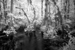 The Swamp