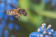 Bee In Flight