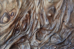 Yosemite Bark
