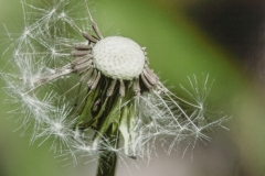 Dandelion