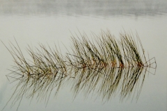 Sea Grass