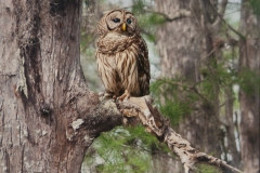Barred Owl