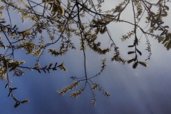 Looking Up