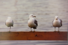 Three Gulls