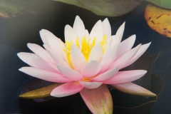 Water Lily