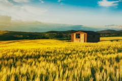 Golden Fields