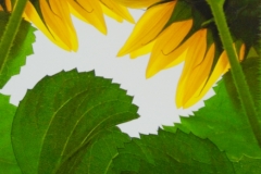 Sunny Center