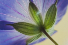 Illuminated Geranium