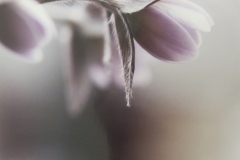 Hepatica Mist
