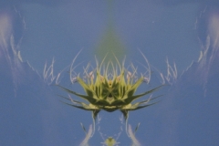 Peaceful Petals