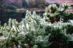 Spider Webs On Mull
