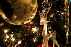 Deer in the Tree Lights