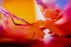 Dried Flower Fantasy
