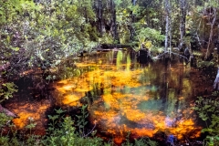 Everglades Pool