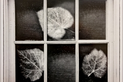 Leaf Triology