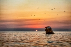 Gulls At Rest