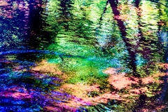 Everglades Reflection