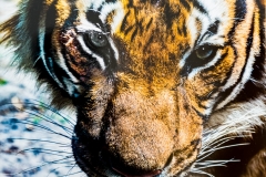 Tiger Portrait