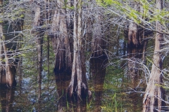 A Collection of Cypress Trees