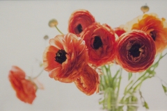 Ranunculus