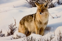 Yellowstone Coyote