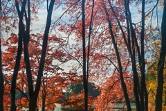 Autumn Repose