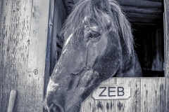 Zeb