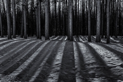 Pine Shadows