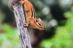 Chipmunk Surveying