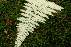 White Fern