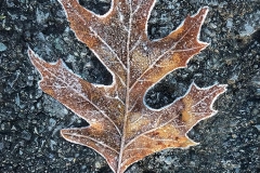 Frozen Leaf