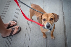 Fido Feet And Flip Flops