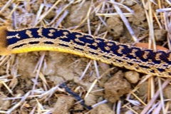 Gopher Snake