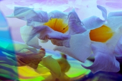 Yellow Centered Flower