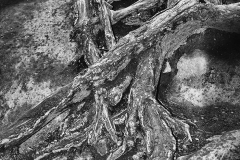 Petrified Chicken Legs