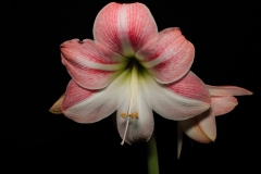 Amaryllis