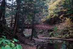 Woodland Trek