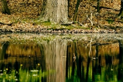 Peeble039s Pond