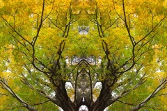Treequility
