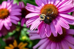 Busy Bee